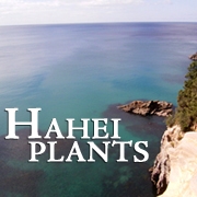 Hahei Plants 