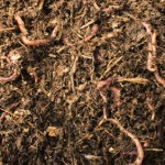 THE IMPORTANCE OF EARTHWORMS