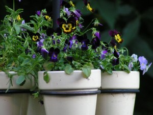 Pansies in pots