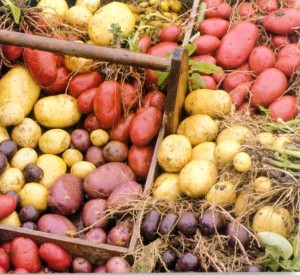 Group shot of potatoe varieties