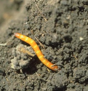 wireworm- nematode