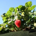 Wally Richards: Nearly Winter – time to get strawberries and get rid of hydrocotyle