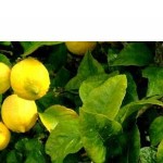 Caring for Citrus - Wally Richards 