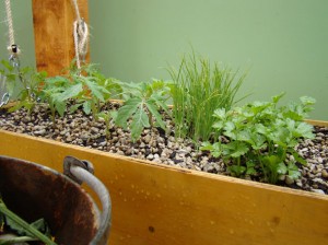 Making great use of space with this hanging seedling/herb planter.