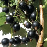 Black currants could relieve stress