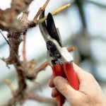 Wally Richards - pruning tips & roses