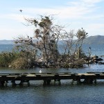 Revitalising Rotorua's Lakefront and CBD