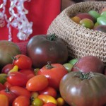tomatoes for Christmas - hairloom tomatoes