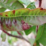 Fruit Tree Problems: Leaf Curl 
