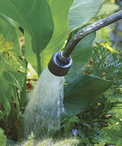 Watering Plants 