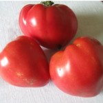 Tomatoes - Summer's Bounty