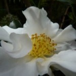 Camellias & other "garden darlings"