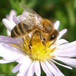Helping our honey bees survive