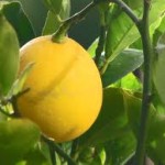 Wally Richards - Feijoa & citrus: fruit perfection