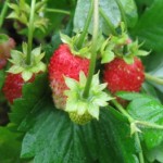 Strawberries - everyone's favourite 