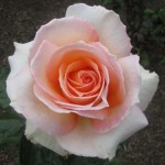 Rose named after city gardens blooms in awards