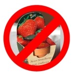 Urgent recall of strawberry kits sold by The Warehouse