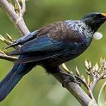 Wally Richards: attracting Tui to your garden