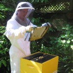 New beekeeping service launched in Auckland