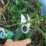 Combat pest weeds with Cut 'n'  Paste