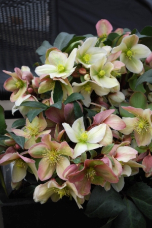 NEW RELEASE PLANTS – Available from July 2012 - Trents Nursery