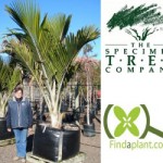 Featured Plant: Rhopalostylis sapida ‘Pitt Island’