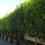 Ficus tuffi availability - Specimen Tree Company 