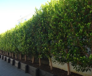 Ficus tuffi Hedge in black planter