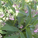 Comfrey- one of nature’s  multipurpose herbs by Ginny Clayton