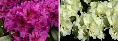 Click image to find Rhododendron nurseries