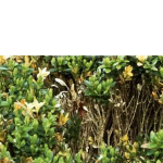BUXUS DISEASE – Problems with box hedging 