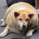 One Fat Dog
