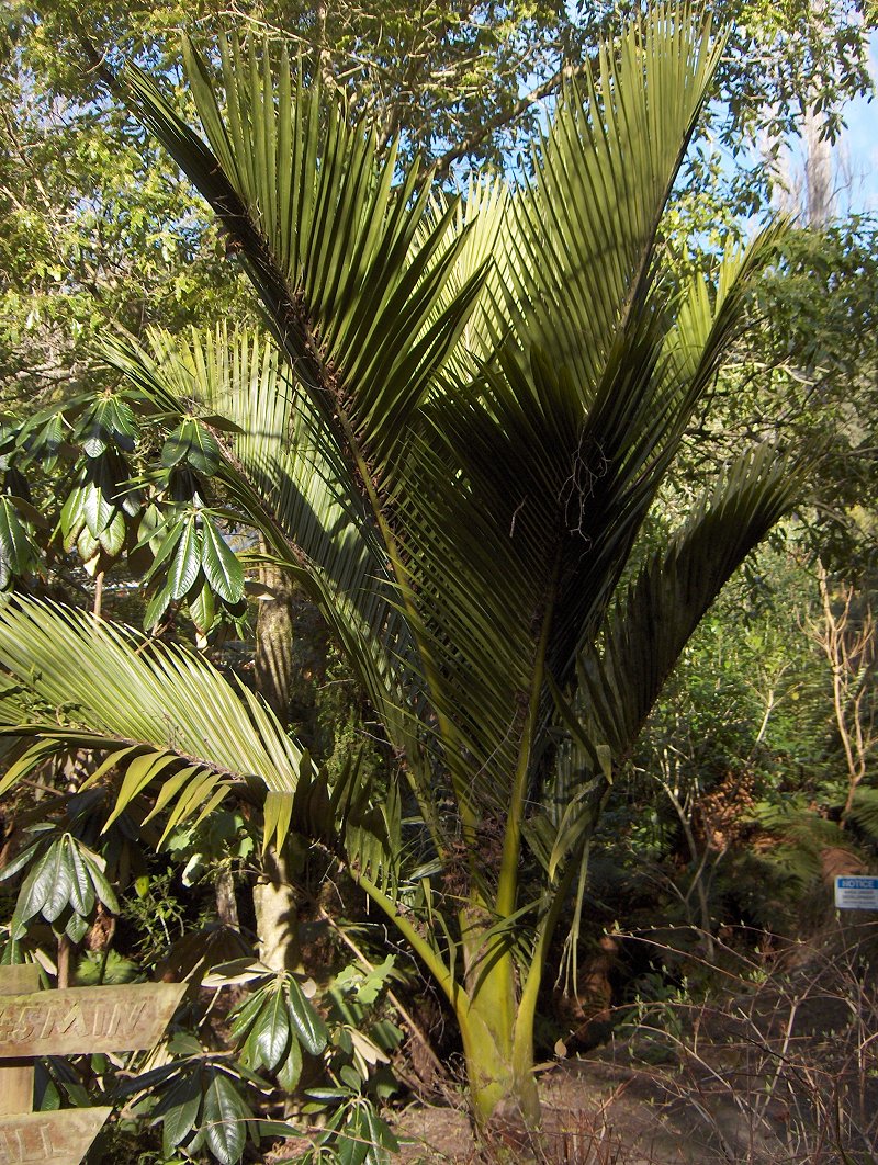 Nikau Tree