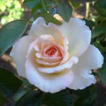 WINTER ROSE CARE & PLANTING NEW ROSES