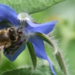 Gardening Matters with Wally Richards – Pollination