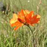 The wildflowers of Waikumete - a Findaplant.co.nz article