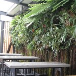 Kiwi classic "Ponga" forms living wall 