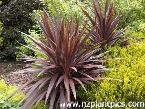 NZ Native “Kiwi gems” – some hints about care, selection and planting ...