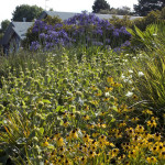 Design Trends - New Perennial Planting by Nick Robinson