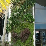 Natural Habitats  Green Wall has grown - new images!